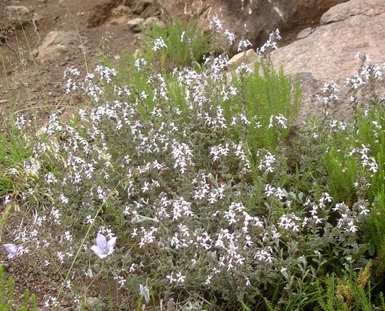 Jamesbrittenia kraussiana